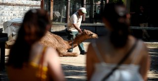 Kurban Bayramında Hayvanat Bahçesine Yoğun İlgi