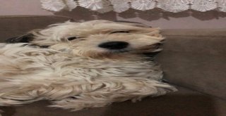 Antalyada Üniversite Öğrencisinin Köpeğini Bulana Ödül