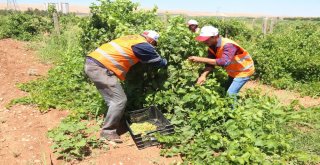 Belediyenin Yetiştirdiği Üzümler Yoksulların Sofrasına Gidiyor