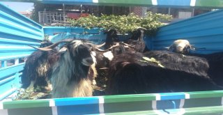 Fiyatlar Yüksek Olunca Vatandaş Keçiye Yöneldi