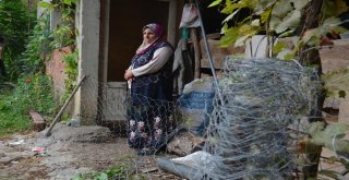 Oğluna Kızdı, Evin Dört Bir Tarafını Tel Örgüyle Kapattı