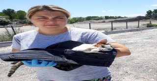Köpeğin Isırıp Yaraladığı Kedi Tedavi Edildi