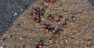 Orduda Sahile Fındık Vurmaya Devam Ediyor