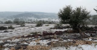 Sağanak Yağmur Ve Dolu Tarım Arazilerine Zarar Verdi