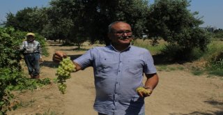 (Özel) Kuru Üzümün Zorlu Yolculuğu