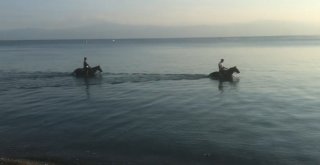 Atları Denize Sokup Serinlettiler