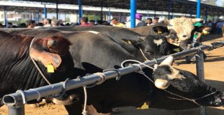 Siverekte Kurbanlıklar Satılmaya Başlandı