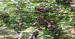 Küçükçekmeceliler Pazara Gitmiyor, Bahçeye İniyor