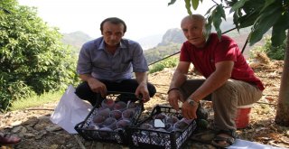 Alanya'da Mango Hasadı Başladı