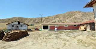 Çorumda 2 Tonluk Kurbanlık Görücüye Çıktı