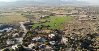 (Özel) Deli Zeytini Akıllı Yaptılar