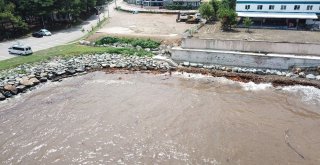 Fındık Değil Ağaç Topluluğu Adası