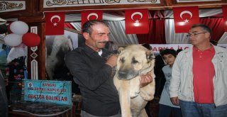 Sivas Günlerinin İlgi Odağı 100 Kiloluk Kangal