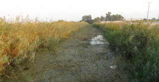 Manavgatta Balık Ölümleri