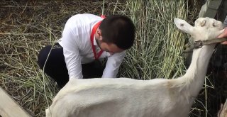 (Özel Haber) İşkencelerle Canından Bezen Damat Çatıya Çıktı