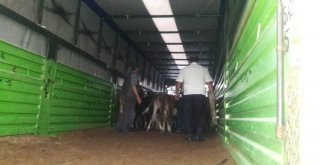 Domaniçte 8 Genç Çiftçiye 5Er Adet Büyükbaş Hayvan