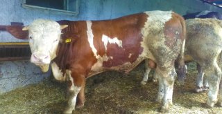 (Özel) Kurbanlık ‘Kral Alıcısını Bekliyor