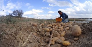 Kışlık Patates Tarladan Yola Çıktı