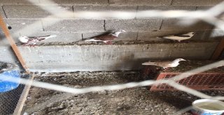 Vatandaşı Dolandırıp Çiftlik Kurdu