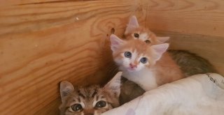 (Özel Haber) Sokak Hayvanları İçin Sosyal Sorumluluk Projesi