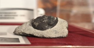 Bu Sergide Milyonlarca Yıl Önce Yok Olmuş Canlıları Görmek Mümkün