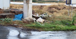 Trafo Direğinin Altından Geçen Koyunlar Elektrik Akımına Kapılarak Telef Oldu