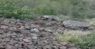 (Özel) Nemrut Krater Gölünde Ayı Sürprizi