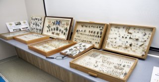 (Özel Haber) Böceklerden Kurtulayım Derken Sağlığınızdan Olmayın