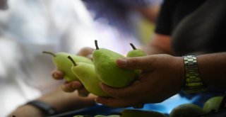 Gürsuda Armut Festivali Coşkusu