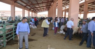 Hayvan Pazarında Yoğunluk Yaşanıyor