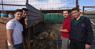 Liseli Öğrencilerin Hayvan Sevgisi