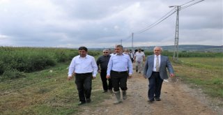 Rektör Bilgiç Traktörle Hasat Yaptı