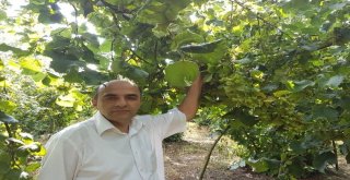 Fındık Hasat Tarihleri Açıklandı
