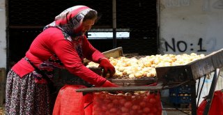 Patates Ve Soğandaki Ateş Sönüyor