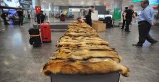 Atatürk Havalimanında Kaçak Kürk Operasyonu