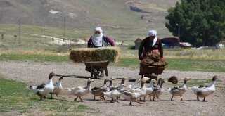 (Özel Haber) Kırsalda Tezek Geleneği