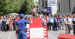 Komandoların Zeybek Oyunu, Zafer Bayramına Damga Vurdu