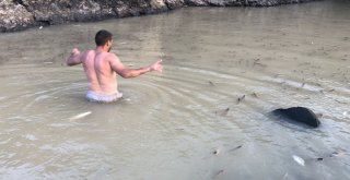 Baraj Önünde Sıkışan Balıklar Havasızlıktan Telef Oluyor