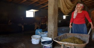 Satın Aldığı Sütle Yavru Danaları Biberonla Besliyor