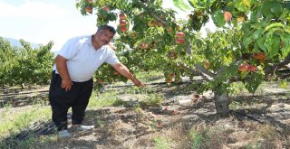 Başkan Tarhandan Mezitlideki Şeftali Üreticilerine Destek