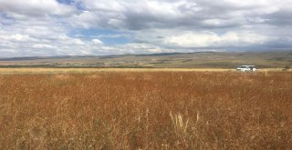 Gümüşhanede Karabuğday Hasadı Başladı