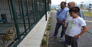 Bursada İki Çocuğu Isıran Köpek Yakalandı, Karantinaya Alındı