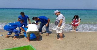 Güzelçamlı Sahilinde Ölü Caretta Caretta Bulundu