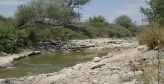 (Özel) Türkiyenin Can Damarı Sakarya Nehri Kurumaya Yüz Tuttu