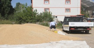 Malazgirtte Buğday Satışları Başladı