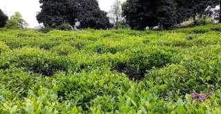 Dünyada Çayın Merkezi: Sri Lanka