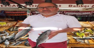 Bandırma Körfezinden Bereket Fışkırdı, Palamutun Tanesi 10 Liraya Düştü