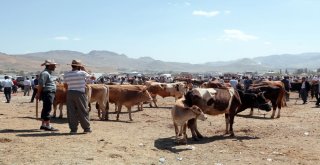 Vanda Kurban Sağlık Timi İş Başında