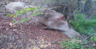 Karamanda Yaban Domuzu Sürek Avı Düzenlendi