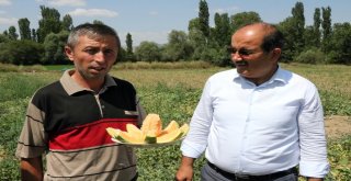 Muz Tadındaki Bağrıbütün Kavunun Hasadı Başladı